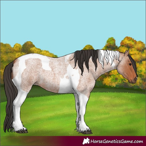 Horse Color:Bay Roan Tobiano
