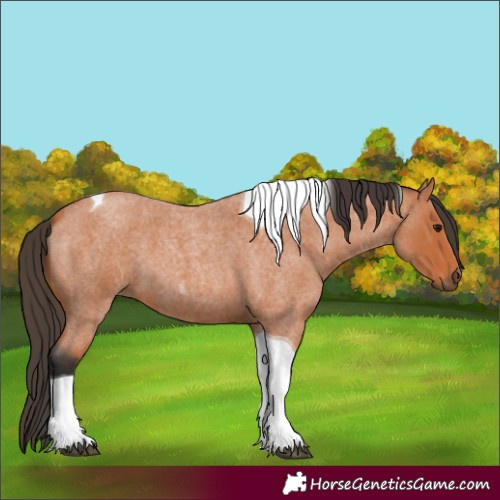 Horse Color:Bay Roan Tobiano 