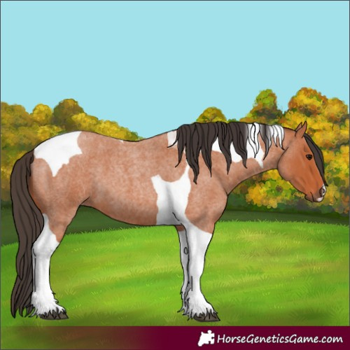 Horse Color:Bay Roan Tobiano 