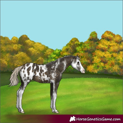 Horse Color:Silver Buckskin Sabino Blanket 