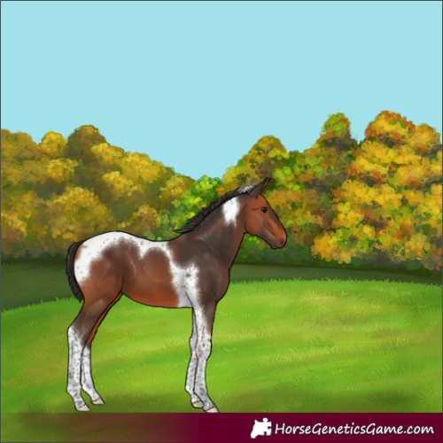 Horse Color:Bay Tobiano
