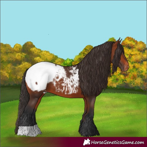 Horse Color:Bay Snowcap