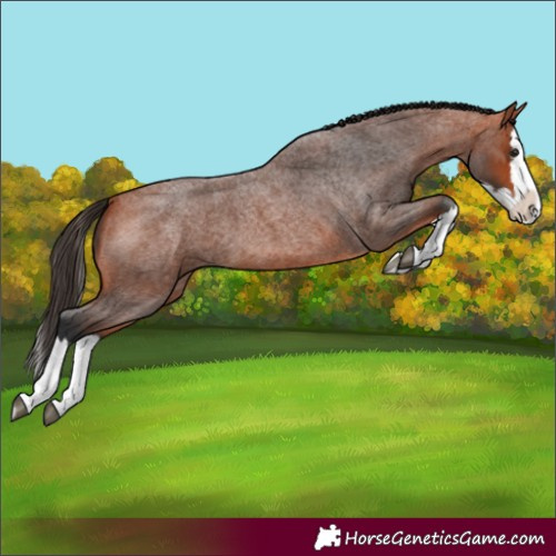 Horse Color:Bay Roan Splash