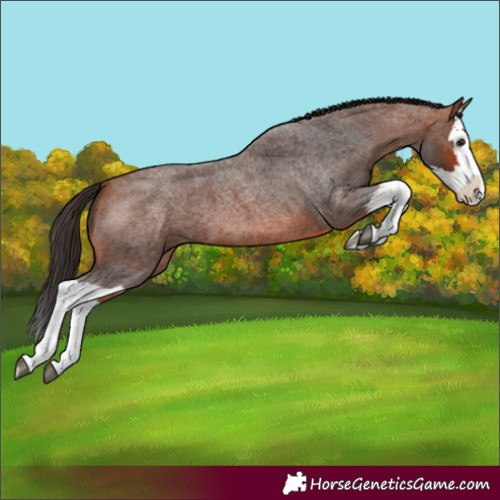 Horse Color:Bay Roan Splash