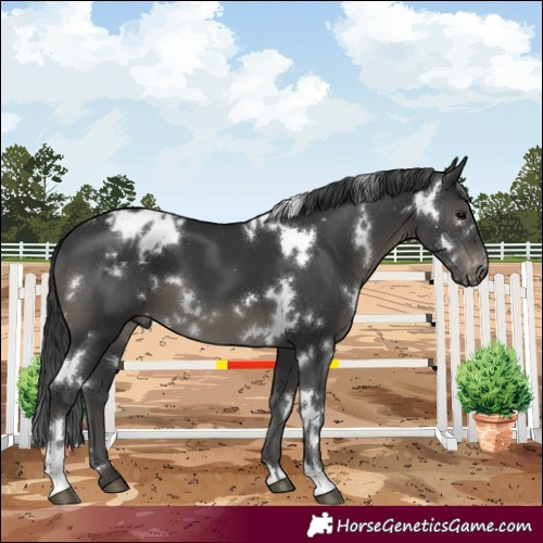 Horse Color:White Spotted Black Varnish 