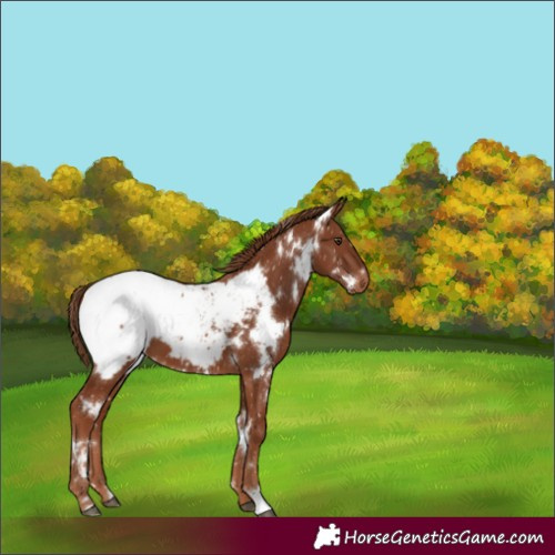 Horse Color:White Spotted Chestnut Snowcap