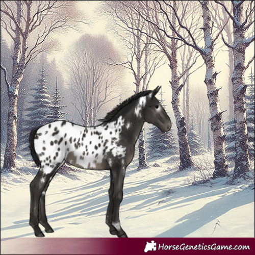 Horse Color:Gray White Spotted Black Near Leopard 