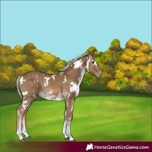 Horse Color:White Spotted Chocolate Palomino