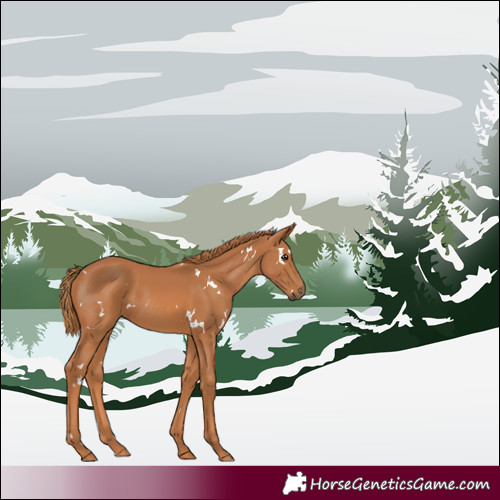 Horse Color:White Spotted Chestnut