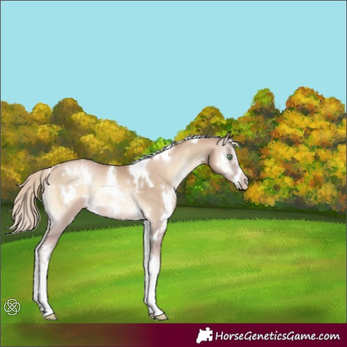 Horse Color:White Spotted Chocolate Palomino Pearl Onyx Sabino 