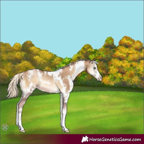 Horse Color:White Spotted Chocolate Palomino Pearl Onyx Sabino 