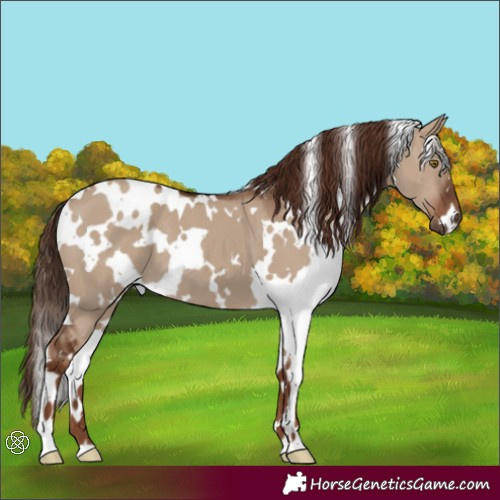 Horse Color:White Spotted Liver Red Dun 