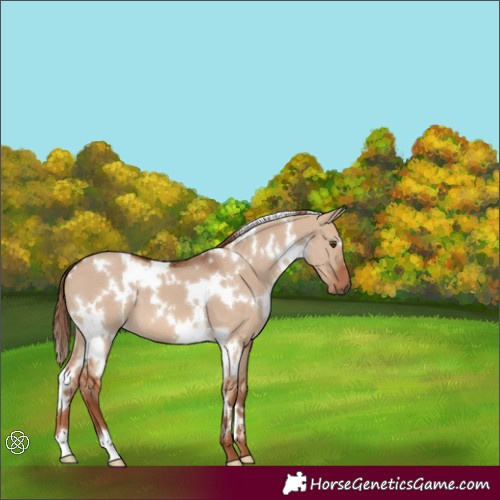Horse Color:White Spotted Red Dun 