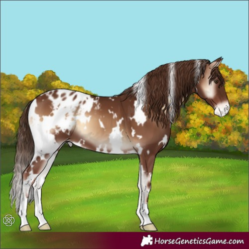 Horse Color:White Spotted Red Onyx Varnish 