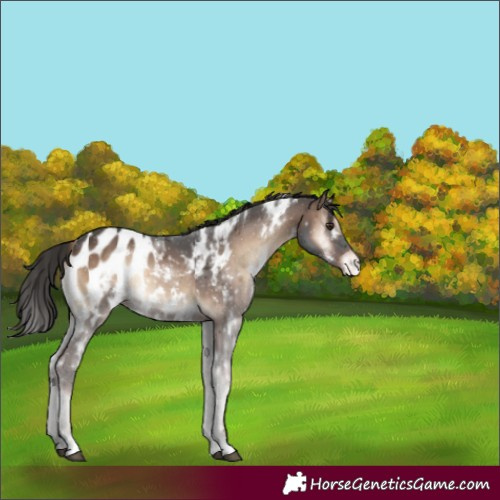 Horse Color:White Spotted Liver Red Onyx Blanket Rabicano