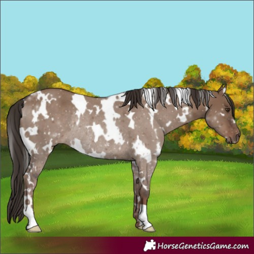Horse Color:White Spotted Liver Red Dun Rabicano 