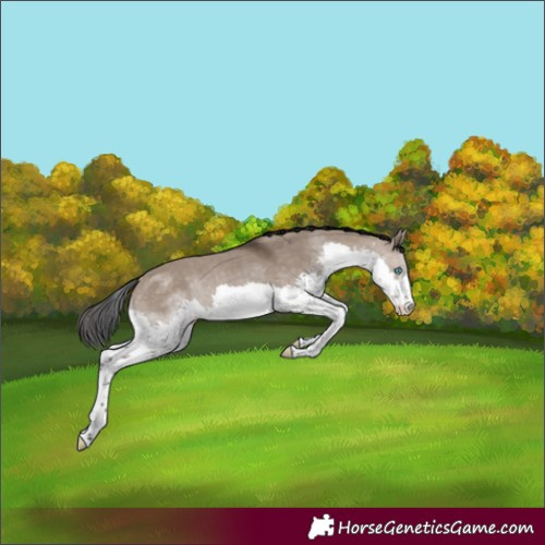 Horse Color:Brown Dun Splash Rabicano 