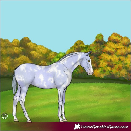 Horse Color:Watercolor White Spotted Gold Champagne Rabicano