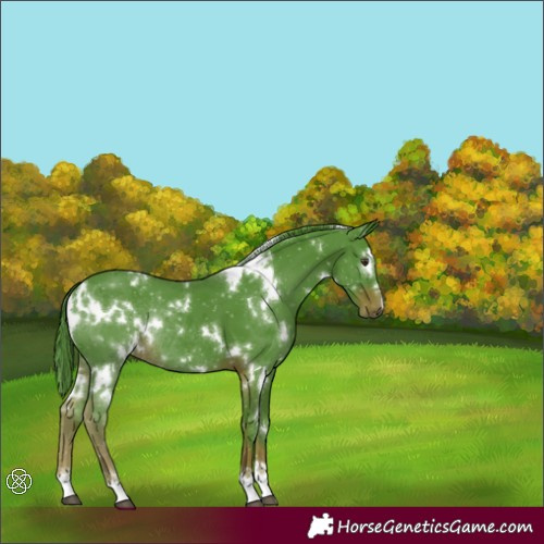 Horse Color:Watercolor White Spotted Liver Chestnut Rabicano 