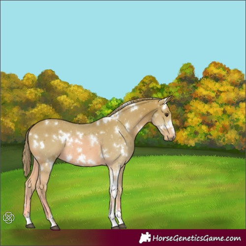 Horse Color:Watercolor White Spotted Chestnut