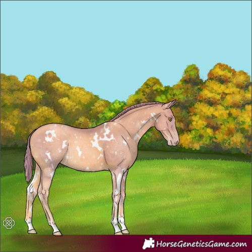 Horse Color:Watercolor White Spotted Gold Champagne