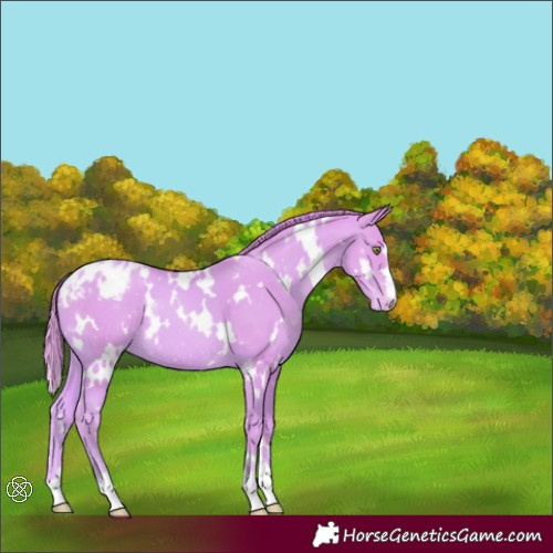 Horse Color:Watercolor White Spotted Gold Champagne Varnish 