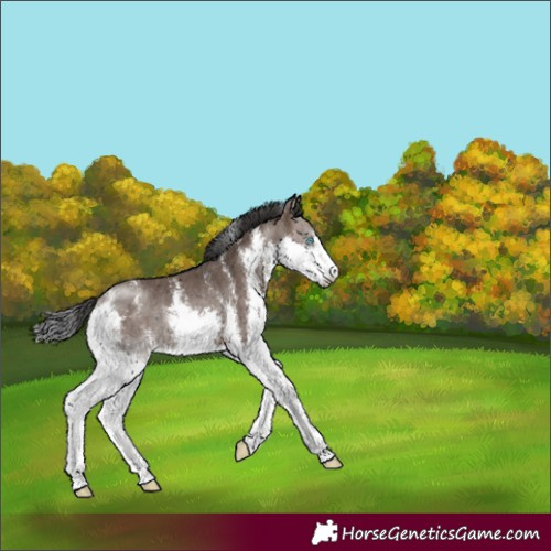Horse Color:Brown Dun Sabino Splash Rabicano
