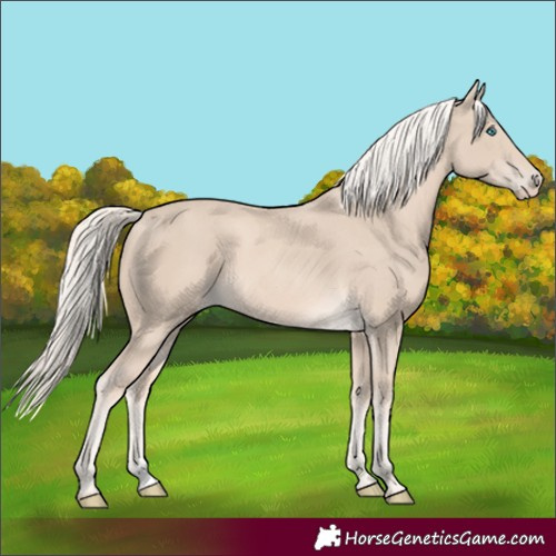 Horse Color:Cremello Sabino 