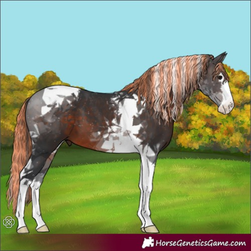 Horse Color:Painted Brown Sabino Splash Tobiano
