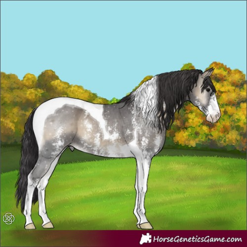 Horse Color:Smoky Blue Onyx Sabino Tobiano