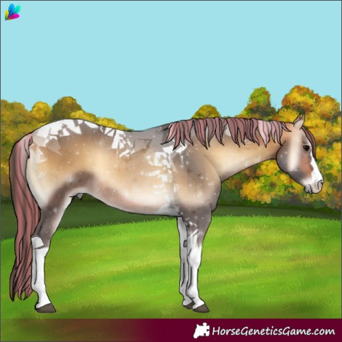 Horse Color:Painted Buckskin Onyx Tobiano