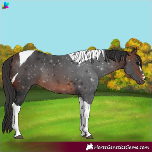 Horse Color:Brown Tobiano