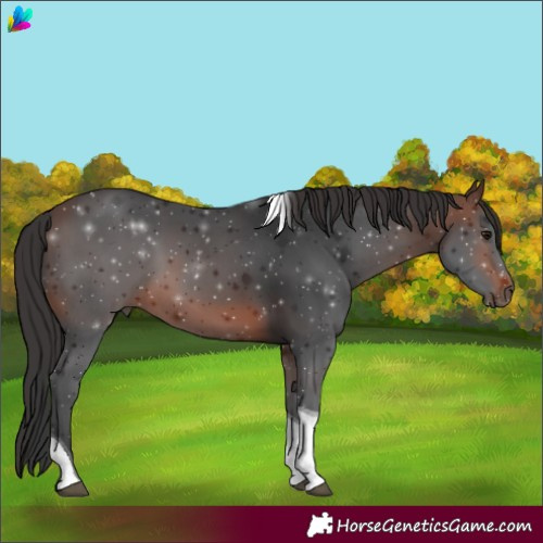 Horse Color:Brown Tobiano 