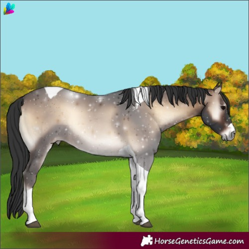 Horse Color:Brown Onyx Tobiano