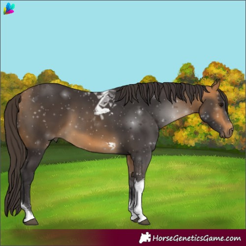 Horse Color:Buckskin Tobiano 