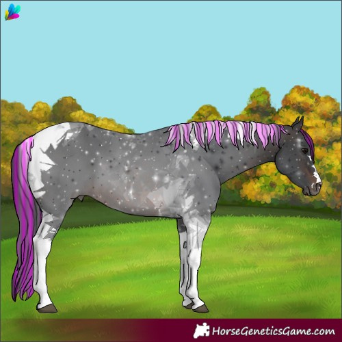 Horse Color:Painted Brown Tobiano 