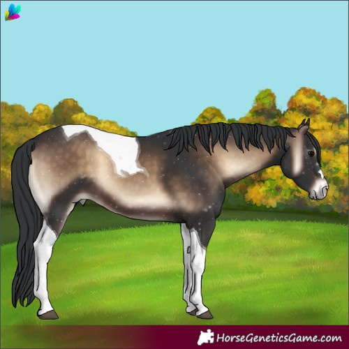 Horse Color:Brown Onyx Tobiano