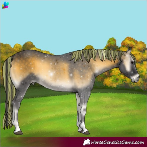 Horse Color:Painted Buckskin Onyx Tobiano 