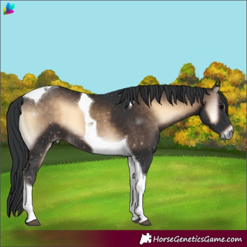 Horse Color:Brown Onyx Tobiano 