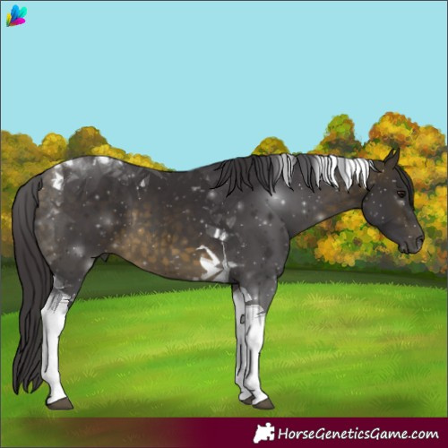 Horse Color:Buckskin Tobiano 