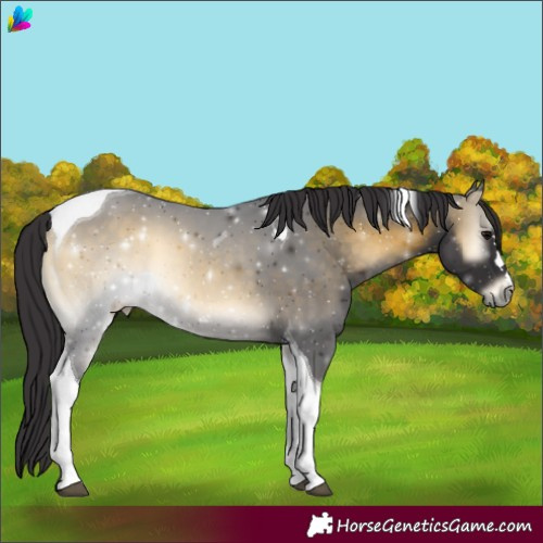 Horse Color:Buckskin Onyx Tobiano 