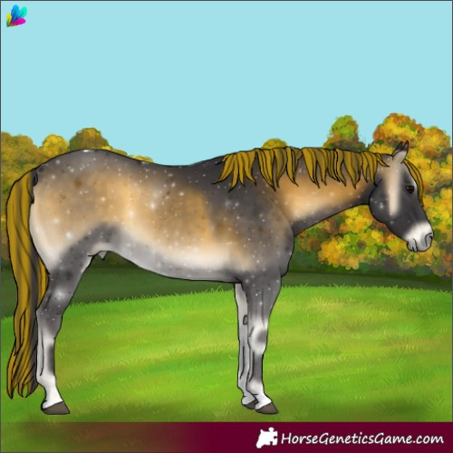 Horse Color:Painted Buckskin Onyx Tobiano 