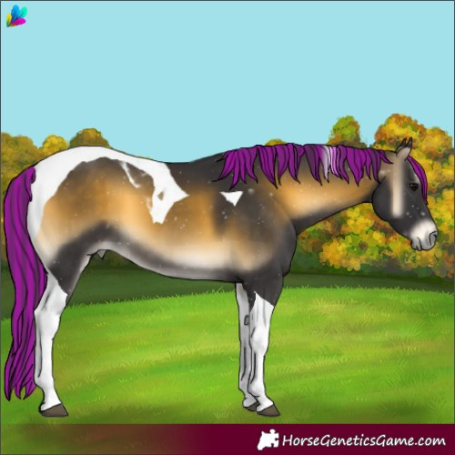 Horse Color:Painted Buckskin Onyx Tobiano 