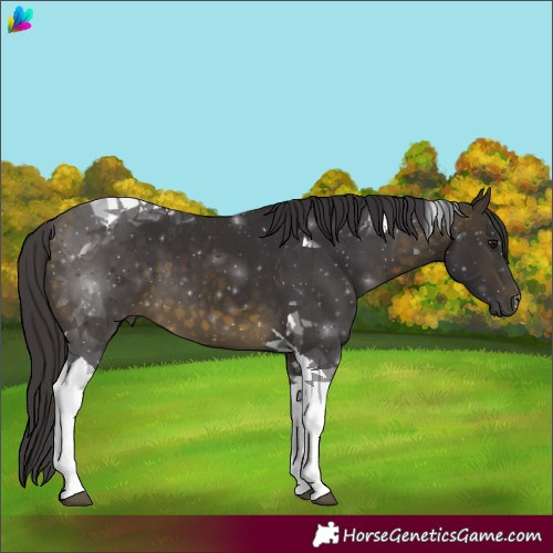 Horse Color:Buckskin Tobiano