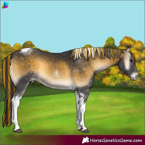 Horse Color:Painted Buckskin Onyx Tobiano 