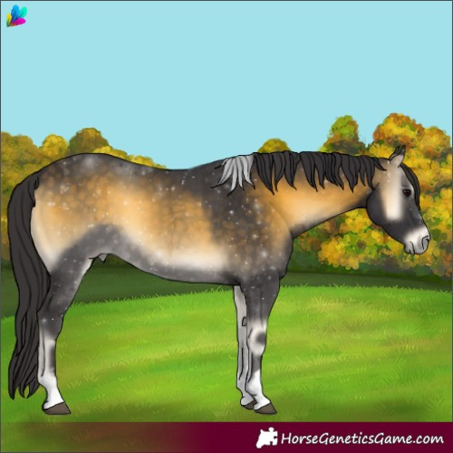 Horse Color:Buckskin Onyx Tobiano