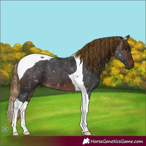 Horse Color:Painted Brown Tobiano 