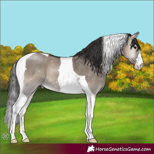 Horse Color:Smoky Grullo Onyx Tobiano 