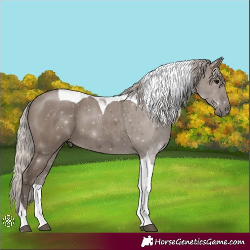 Horse Color:Silver Grullo Tobiano