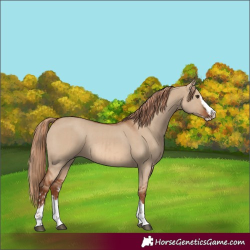 Horse Color:Red Dun Splash and Red Dun Splash